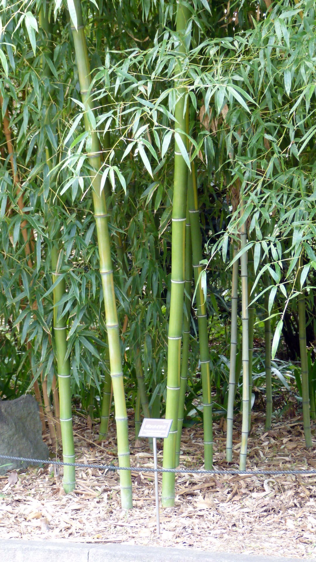 green bamboo stalks